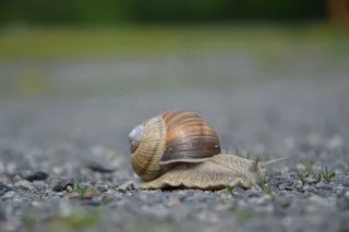 蜗牛，动物，草，特写，草地