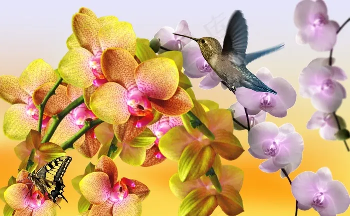黄色兰花，淡紫色兰花，合并的兰花