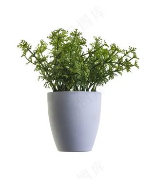 植物，绿色，工作表，性质，植物，多年生，科