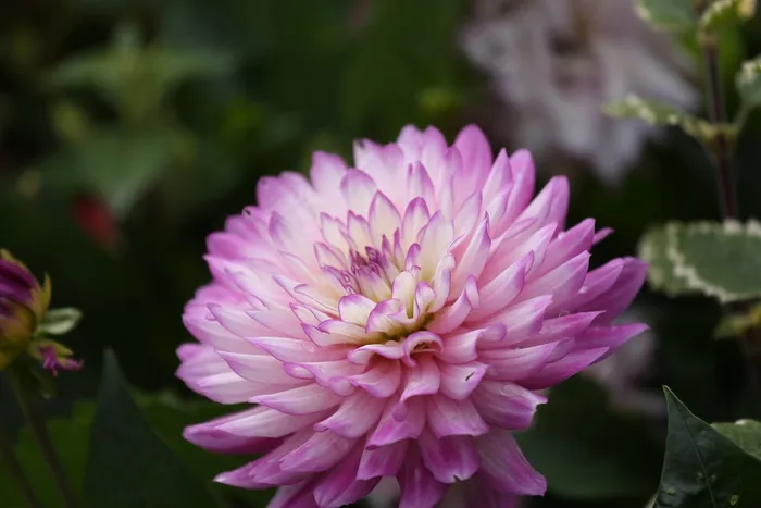 花，大丽花，自然，花园