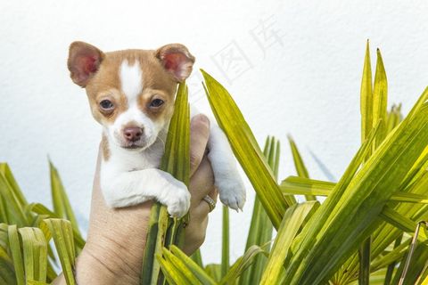 小狗，吉娃娃，动物