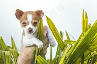 小狗，吉娃娃，动物