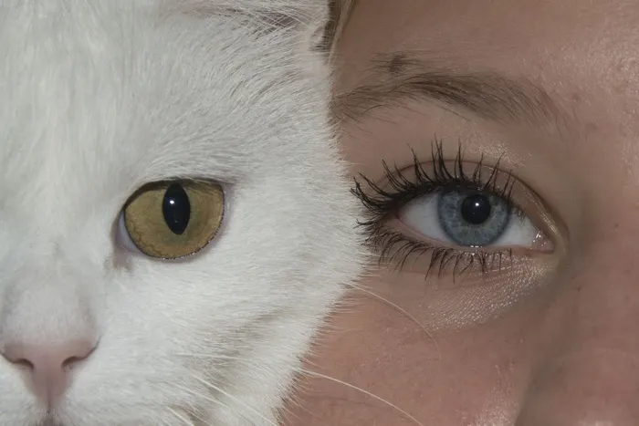 眼睛，猫，脸，女孩，人类，猫，宠物，可笑