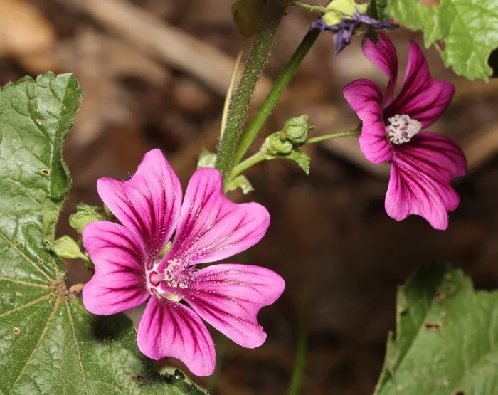 花，锦葵，紫色，开花，植物，花瓣，花园