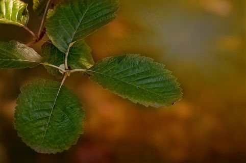 叶子,植物,绿色,绿叶,叶子,性质,关闭 叶子,植物,绿色,绿叶,叶子,性质,关闭
