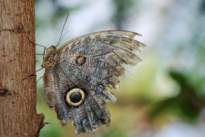 猫头鹰蝴蝶，蝴蝶，Caligo，Nymphalidae，昆虫