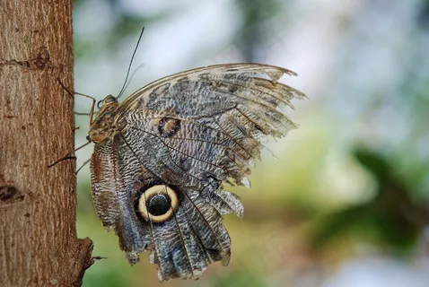 猫头鹰蝴蝶,蝴蝶,Caligo,Nymphalidae,昆虫 猫头鹰蝴蝶,蝴蝶,Caligo,Nymphalidae,昆虫