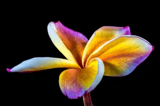 开花，花，素馨花，鸡蛋花