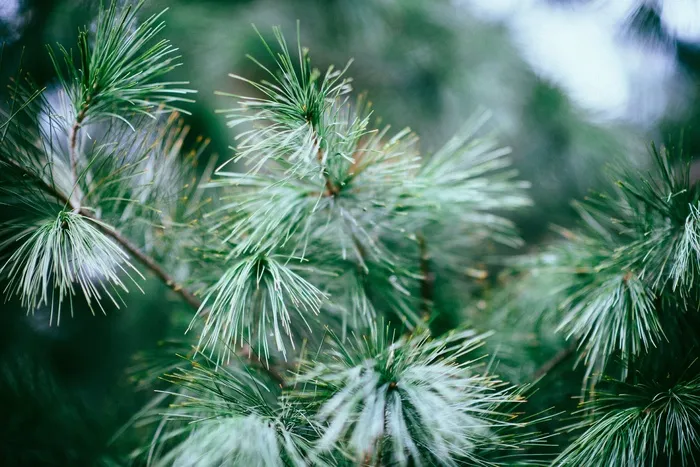 性质，植物，针叶树，松树，树，针，常绿