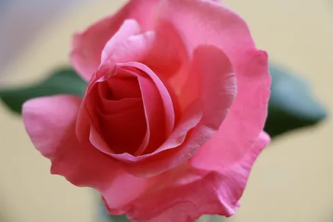 玫瑰,粉红色,花,花瓣,情人节,花的,开花 玫瑰,粉红色,花,花瓣,情人节,花的,开花