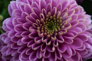 花，性质，植物，秋季，翠菊，桑蒂尼紫苑