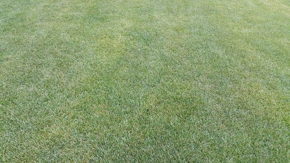 普拉托，绿色，春天，草，自然，夏天，运动