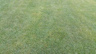 普拉托，绿色，春天，草，自然，夏天，运动