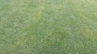 普拉托，绿色，春天，草，自然，夏天，运动