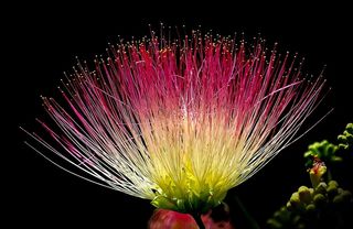 花，异国情调，多彩，粉红色，黄色，绿色，自然