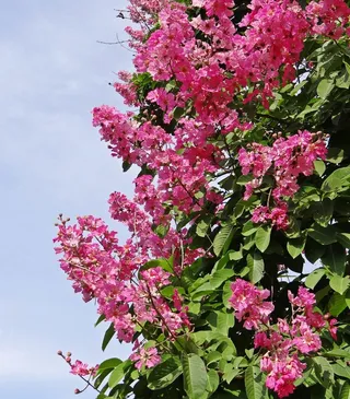 紫薇，巨型紫薇