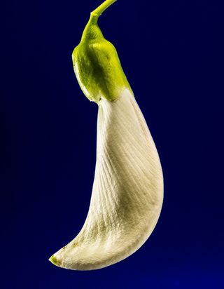 芝麻花，开花，白，开花