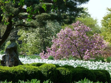 花园，春天，性质，樱花，鲜花，紫色