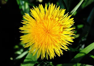 蒲公英，花，植物，黄色，指出花