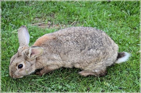 兔子，啮齿动物，农场，动物学，物种，环境