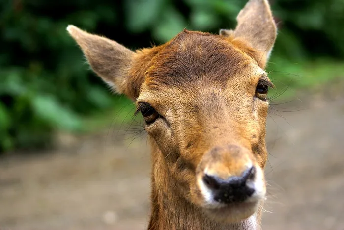 动物，纤毛，看