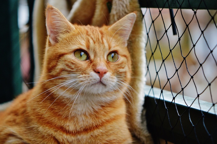 猫，宿醉，红色，可爱，鲭鱼，虎，甜