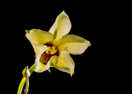小花,花,白,兰克,关闭 小花,花,白,兰克,关闭