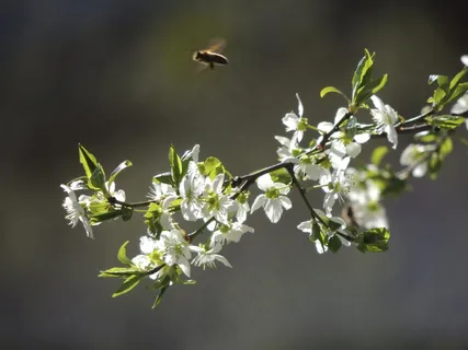 植物，性质，绿色，花白色，显示，道路，蜜蜂