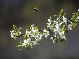 植物，性质，绿色，花白色，显示，道路，蜜蜂