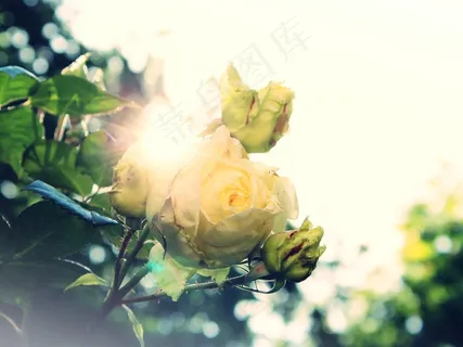 玫瑰，野玫瑰，白，太阳，耀眼，背光