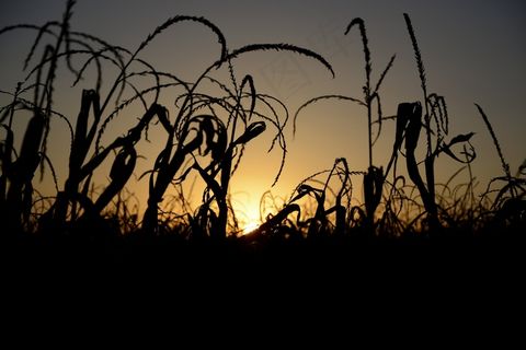 日落，剪影，地平线，Sol，景观，树