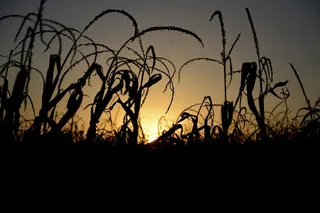 日落，剪影，地平线，Sol，景观，树