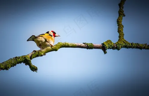 鸟，嫩枝，枝杈，夏天，自然，动物，春天