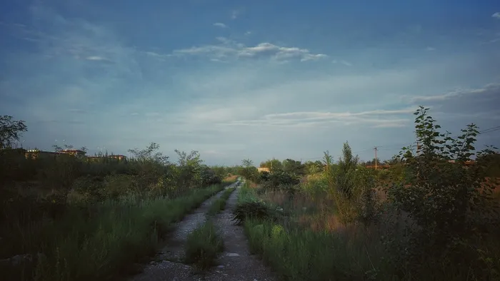 路径，径，道路，远足，跟随，自然，森林