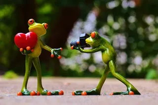青蛙，爱情，情人节，姿势，摄影师