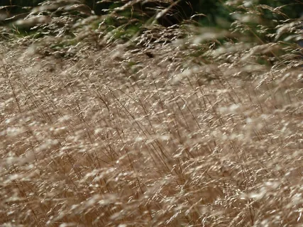 草，草，海德，自然，野味草，优良