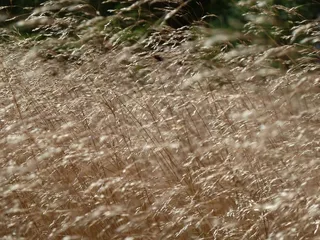 草，草，海德，自然，野味草，优良