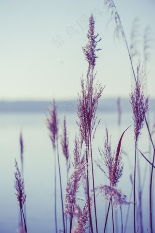 湖，自然，芦苇，植物