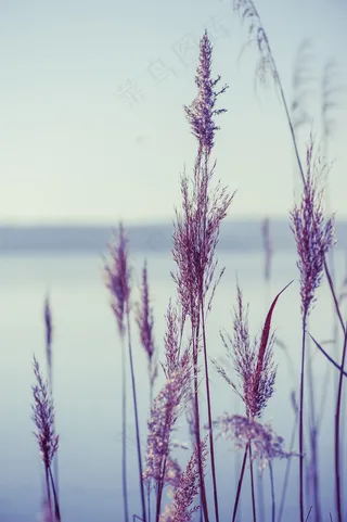 湖，自然，芦苇，植物