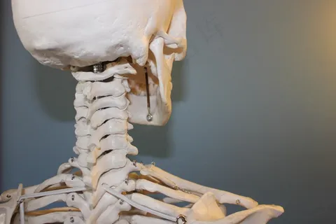 头骨,椎骨,解剖,骨,身体,人类,医疗 头骨,椎骨,解剖,骨,身体,人类,医疗