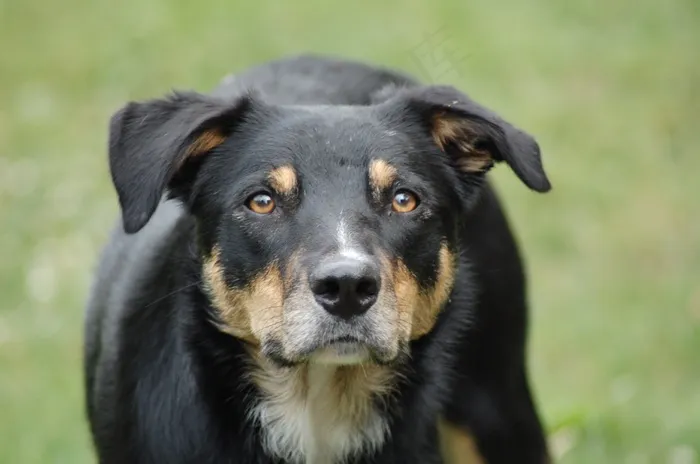 狗，牧羊犬，播放，野兽