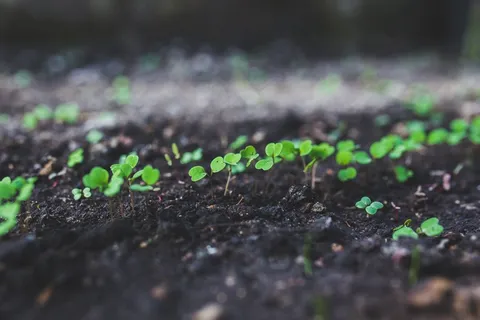 花卉,菜苗,树,盆栽植物,屏幕截图,家庭园艺年轻rucola 花卉,菜苗,树,盆栽植物,屏幕截图,家庭园艺年轻rucola