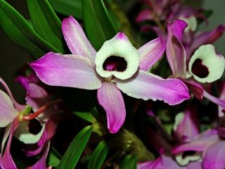 兰花，花，紫色兰花