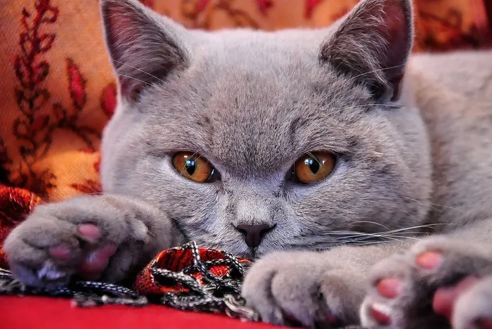 英国短毛猫，宿醉，年轻，灰色皮毛
