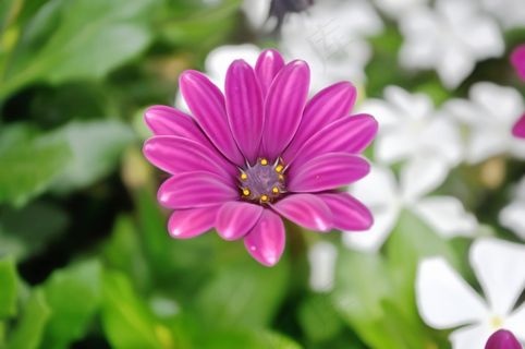 花，性质，植物，多彩，紫色，颜色，盛开