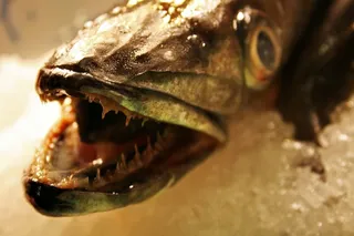 鱼，冰，市场，鱼市场，海洋动物，海，食品