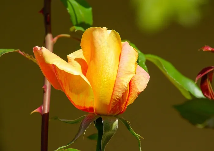 花，粉红色，花瓣，荆棘