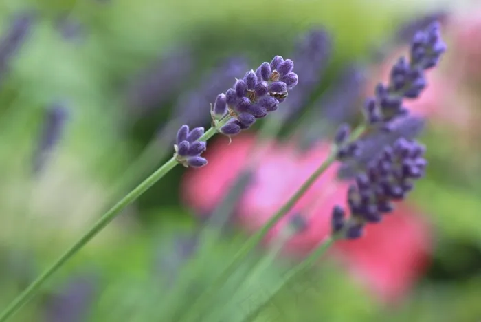 熏衣草，熏衣草花，开花，花
