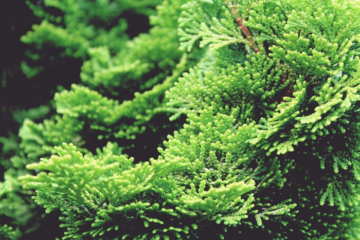 扁柏，柏树，柏树，树，绿色，植物