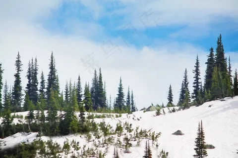 冬天,松树,雪,山,松,树,自然 冬天,松树,雪,山,松,树,自然